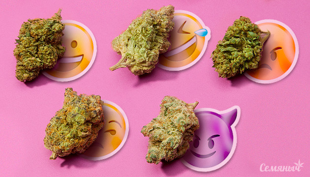 Сидбанки конопли Логотипы популярных сидбанках