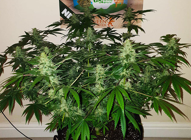 Набор массы шишек