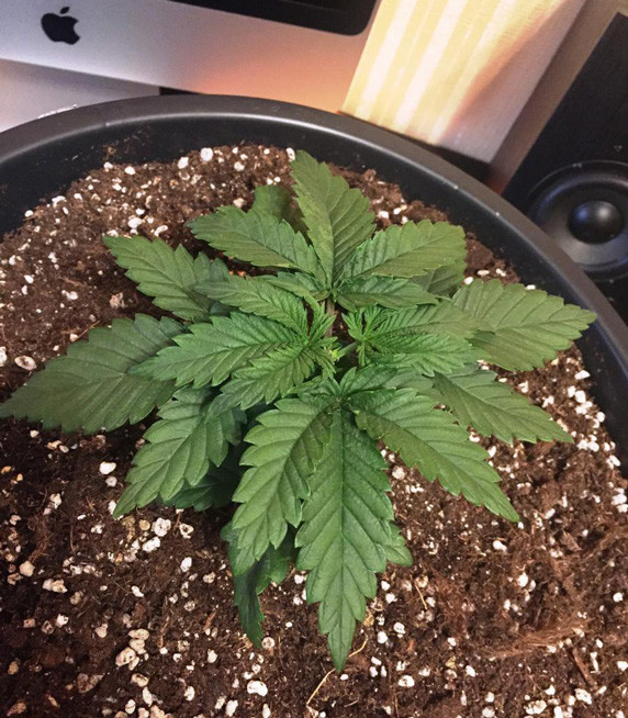 Пересадка Jack Herer в горшок объемом 20 литров