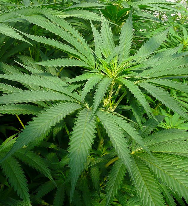 Изменения в питании и росте Runtz Fast Flowering