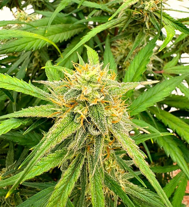 Куст Strawberry Gorilla Auto от FastBuds на 7-8 неделе выращивания