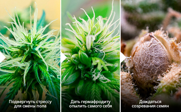 Самоопыление для сохранения материнской генетики