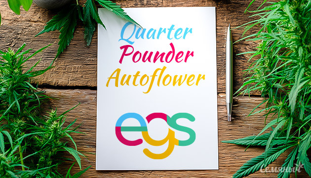 Гроурепорт сорта Quarter Pounder Autoflower от Easy Grow Seeds в индоре