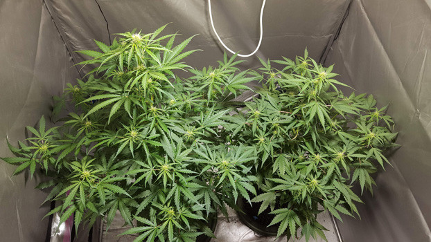 35 день выращивания Auto White Widow