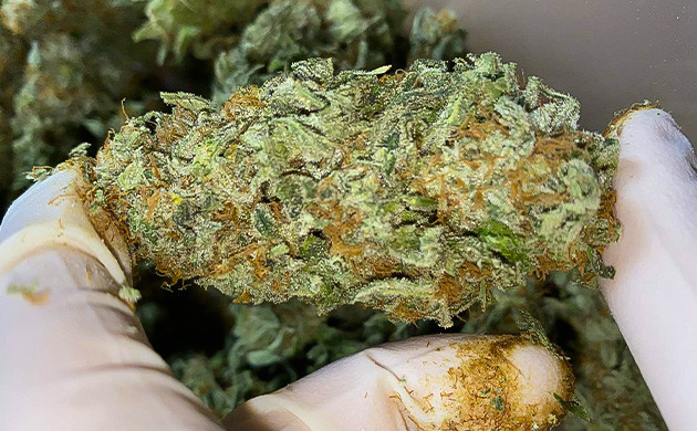 Харвест Gorilla Glue #4 Сбор урожай с куста Gorilla Glue #4