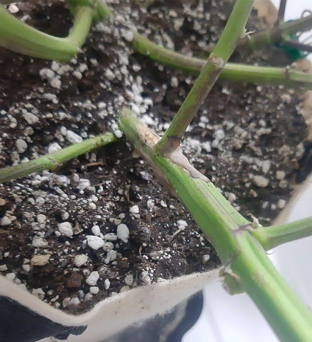 Уход за растением и гниль Проблемы Critical Orange Punch Auto