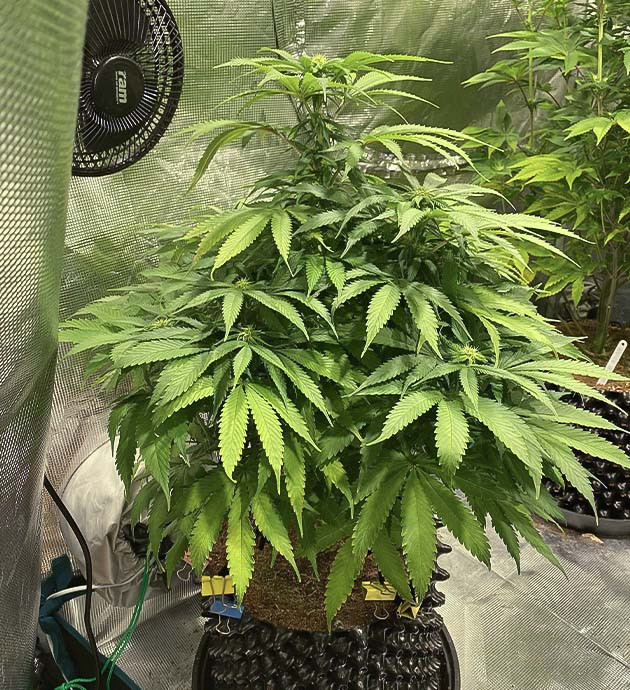 Перевод на цветение растения Gorilla Glue #4 Выращивание куста Gorilla Glue #4 с минимальными тренировками