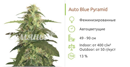 Auto Blue Pyramid от Pyramid Seeds