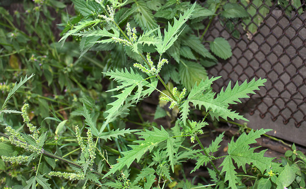 Крапива коноплевая