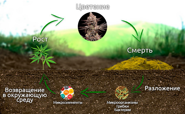 Круговорот каннабиса в природе