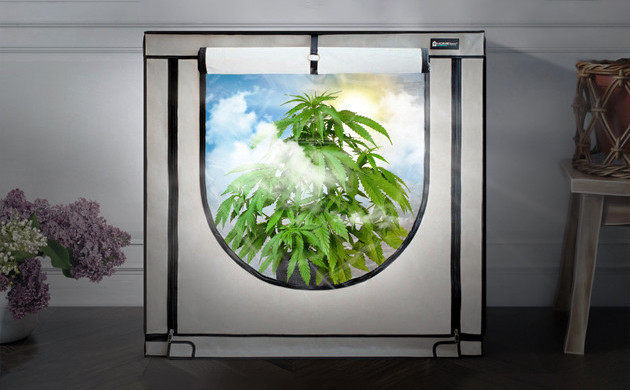 Правила пересадки марихуаны из аутдора в помещение