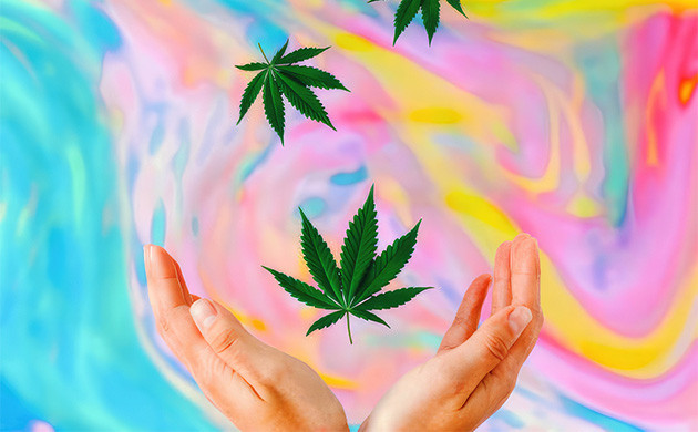 Семена растений конопли с креативным эффектом