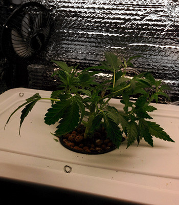 Клон в гидропоной установке