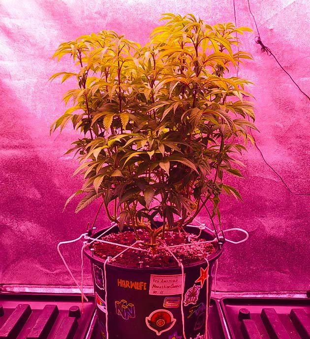 Появление цитрусового аромата у конопли 8 неделя выращивания марихуаны