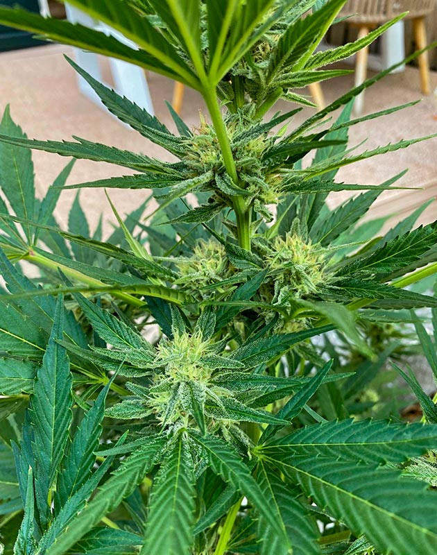 Кусты Guava Auto на 10 неделе выращивания