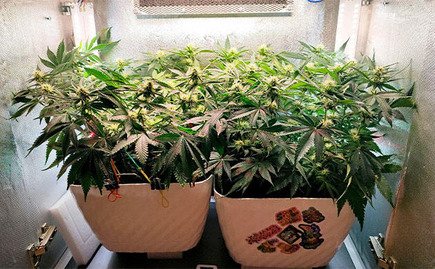 Перелив удобрениями Кусты Mimosa Shot и Gorilla Zkittlez на 9 неделе