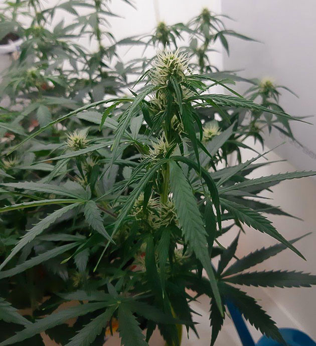 Влияние полива на растение Bruce Banner Auto Измерение дренажа Bruce Banner Auto