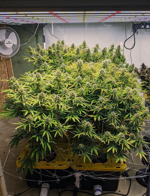 Кусты Girl Scout Cookies auto fem перед харвестом