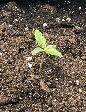 Появление первой пары листьев