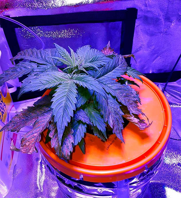 Повреждения ствола: уроки для гровера