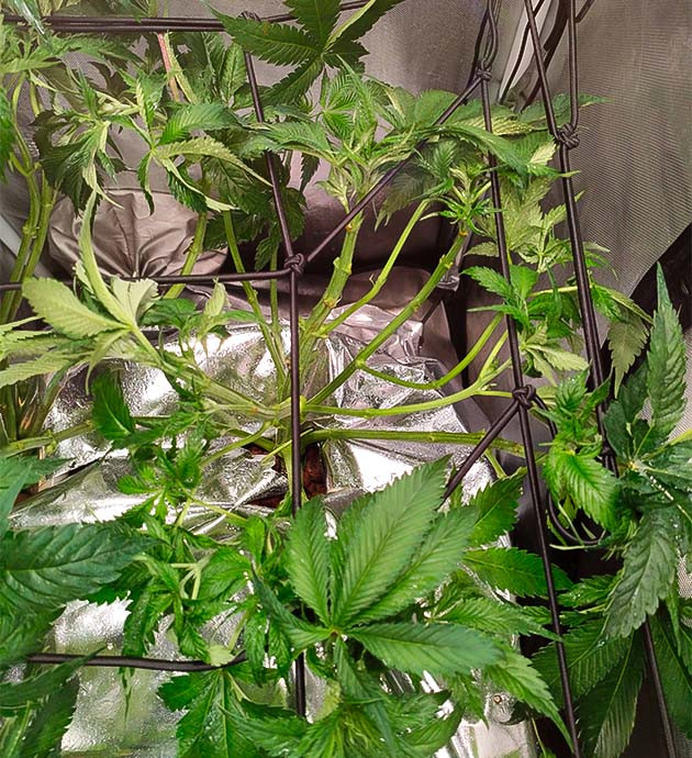 6 неделя роста Strawberry Amnesia