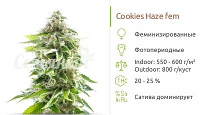 Cookies Haze fem (Kannabia)