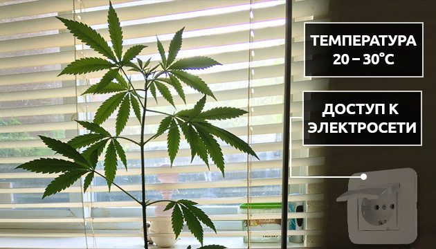 Выращивание в индоре Индорное выращивание