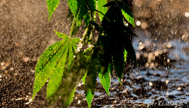 Водный стресс