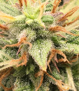 Созревание трихом на 8 неделе выращивания Трихомы на соцветии Jack 47 Auto