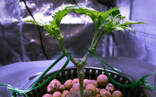 Питательный раствор для выращивания марихуаны