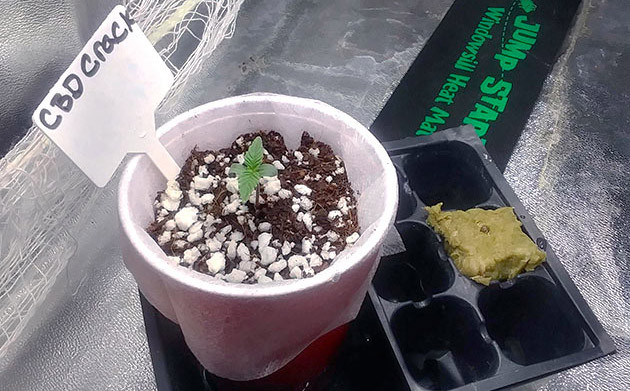 Росток с первой парой листьев в пластиковом стакане