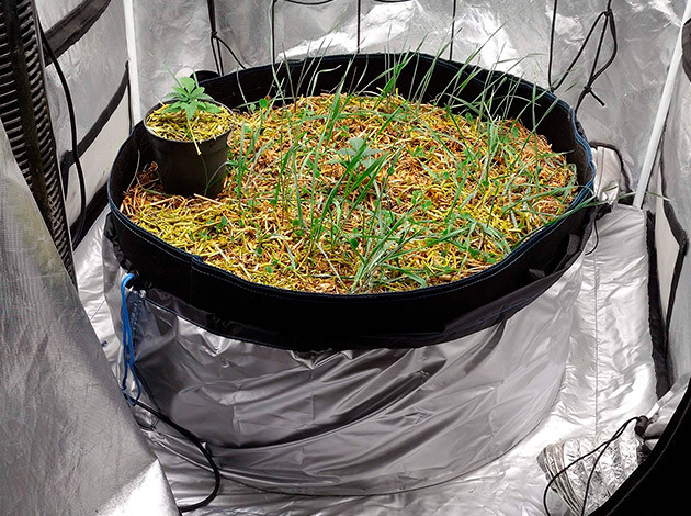 Набор зеленой массы на 1-2-й неделе Неделя 1-2: развитие куста Blue Gelato 41