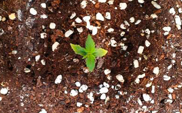 Проращивание семян конопли Zkittlez Auto Проращивание Zkittlez Auto