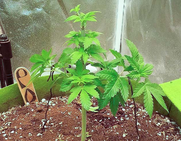 Тренировка растения Pineapple Chunk