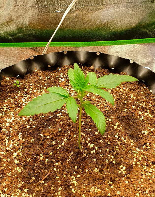 Росток сорта конопли Wedding Cake Auto