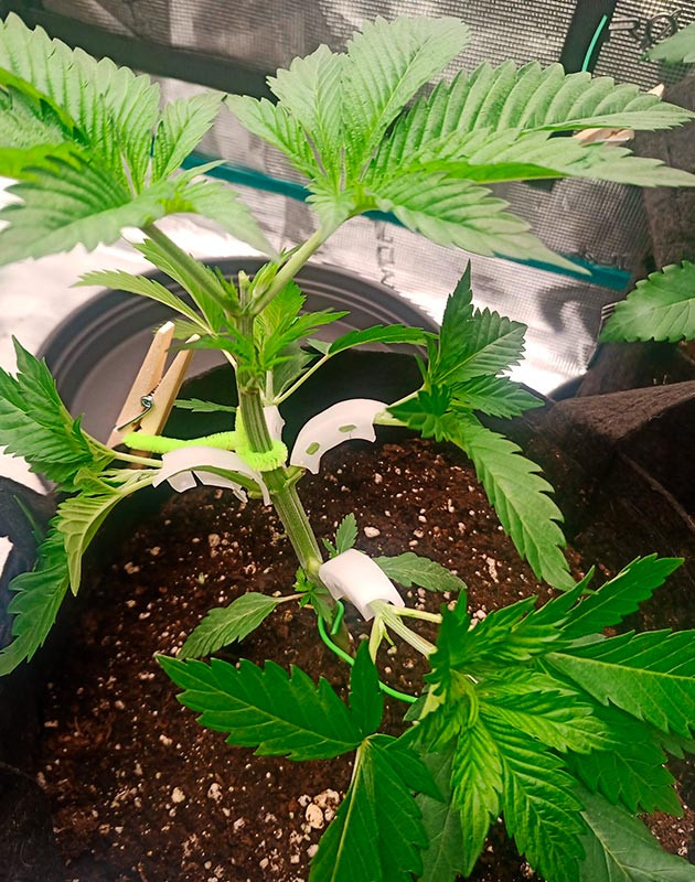 Обрезка листьев и подгиб ветвей куста