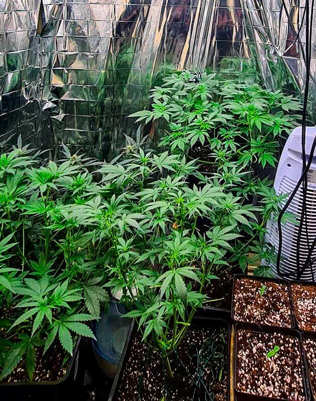 Начало фазы цветения Tropicana Cookies FF Первые признаки предцветения на Tropicana Cookies FF