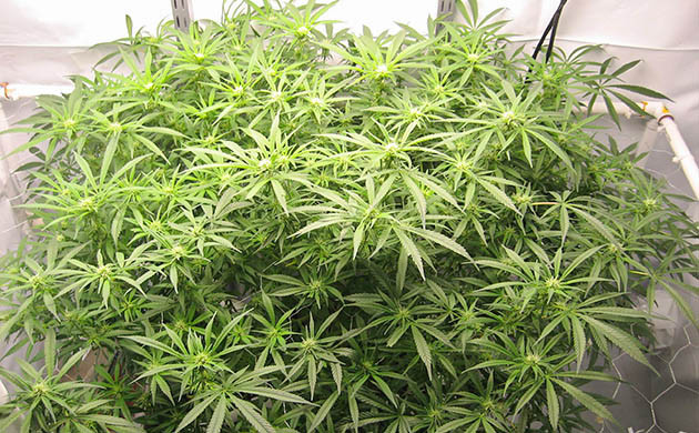 Дефолиация на седьмой и восьмой неделе выращивания Густой цветущий куст конопли