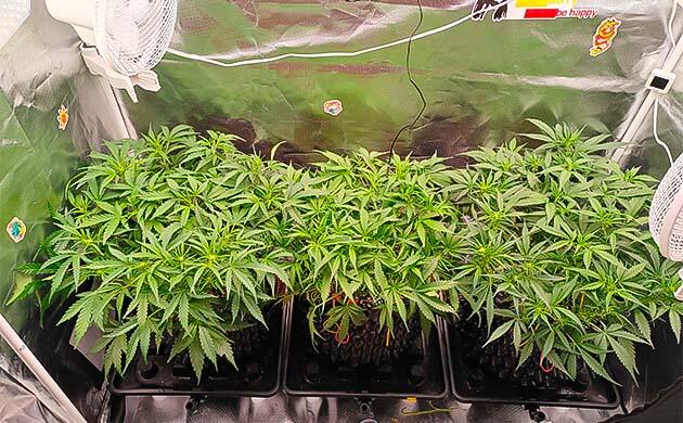 Кусты Gorilla Cookies Auto от FastBuds на 5 неделе