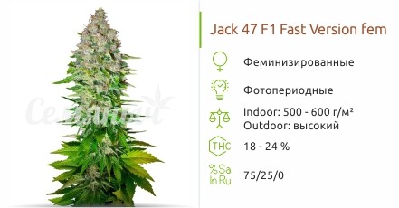 Jack 47 F1 Fast Version fem