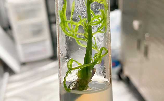 Наука создания гибридов