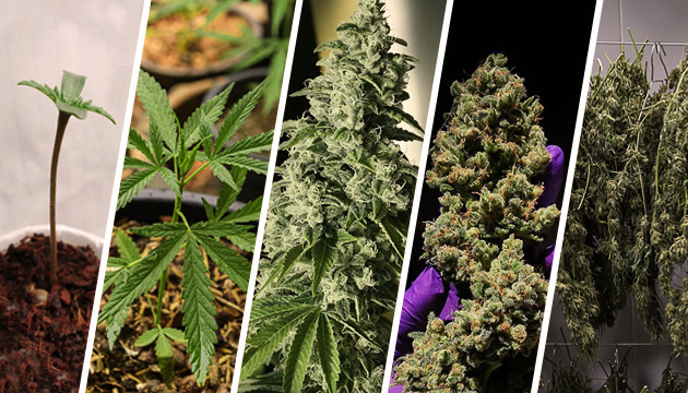 Жизненный цикл марихуаны Стадии выращивания марихуаны