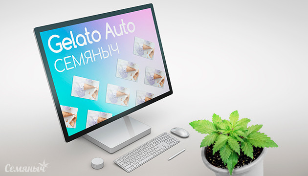 Репорт выращивания сорта Gelato Auto fem от Семяныча