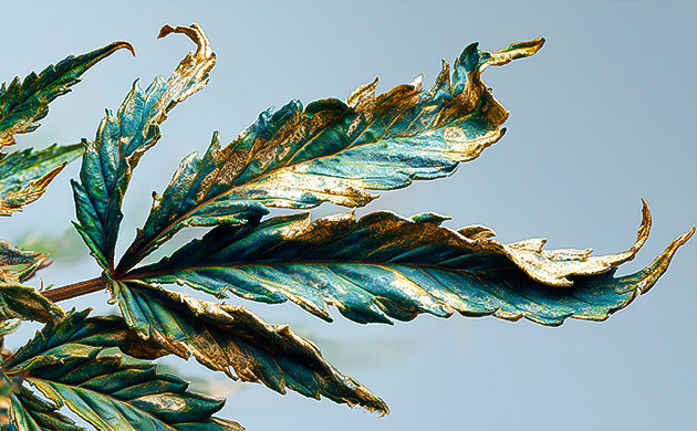 Скручивание и сухость листьев