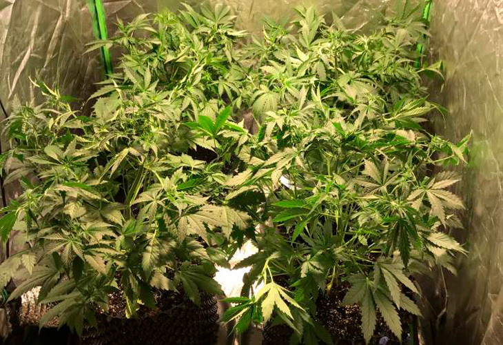 Кусты после LST