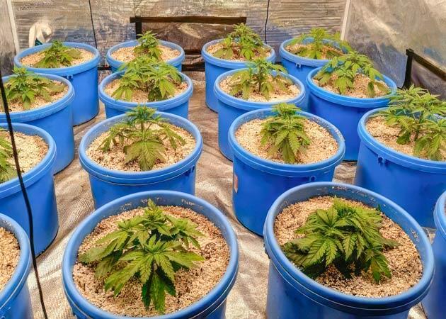 Кусты Mimosa X Orange Punch от Barney's Farm на 4 неделе