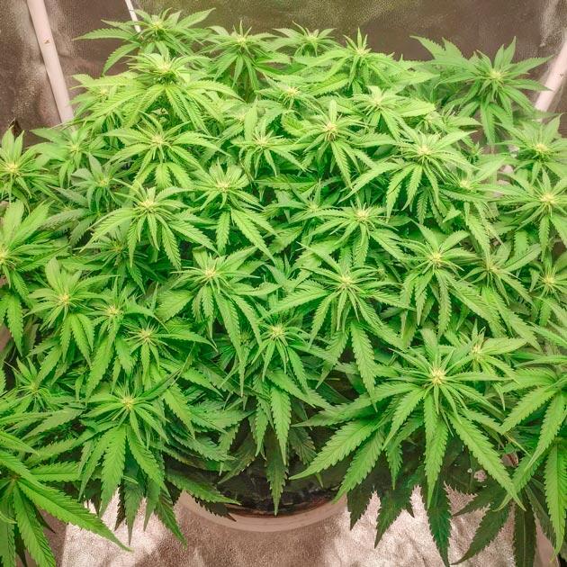 LST и удобрения для конопли Куст Super Silver Haze на стадии цветения
