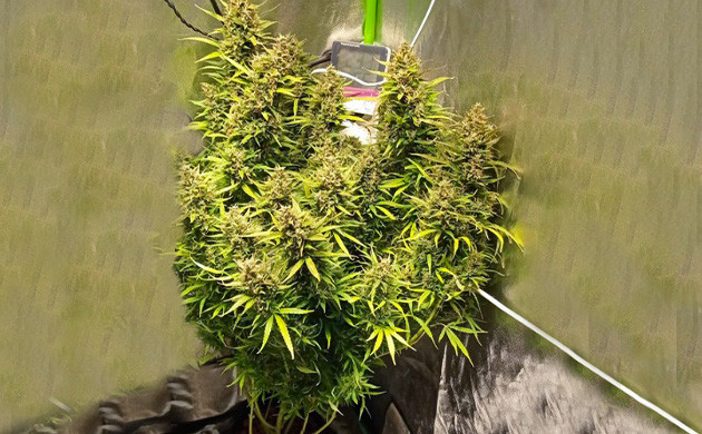 Развитие куста на 10-11 неделе Соцветие Auto Lemon Kix на 10-11 неделе выращивания