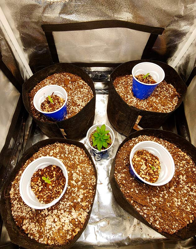 Первая неделя выращивания Четыре росточка с первой парой листьев