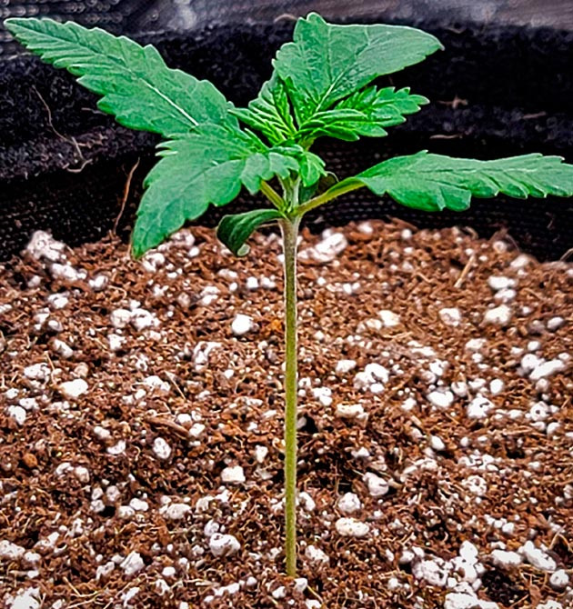 Гроурепорт сорта Gorilla Zkittlez Auto